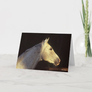 Bob Langrish   Grey Thoroughbred Stallion Headshot Card