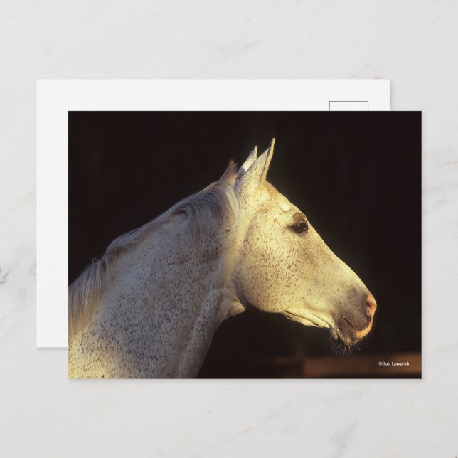 Bob Langrish | Grey Thoroughbred Stallion Headshot Postcard (Front/Back)