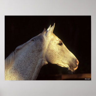 Bob Langrish   Grey Thoroughbred Stallion Headshot Poster