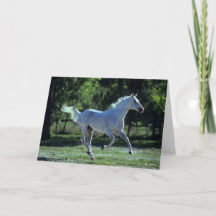 Bob Langrish   Grey Thoroughbred Stallion Running Card