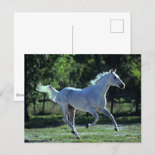 Bob Langrish Grey Thoroughbred Stallion Running Postcard