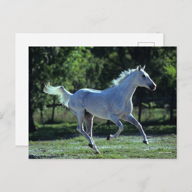 Bob Langrish | Grey Thoroughbred Stallion Running Postcard (Front/Back)