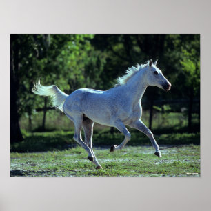 Bob Langrish   Grey Thoroughbred Stallion Running Poster
