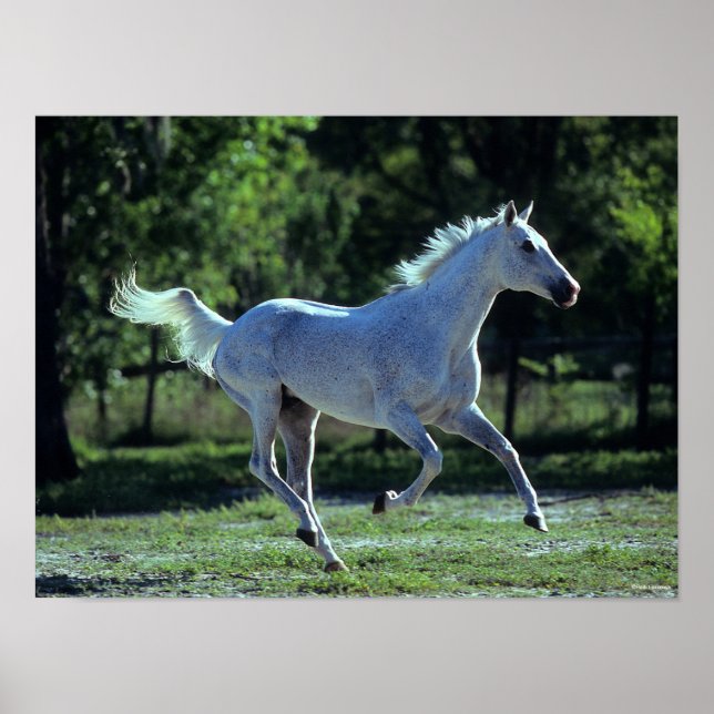 Bob Langrish | Grey Thoroughbred Stallion Running Poster (Front)