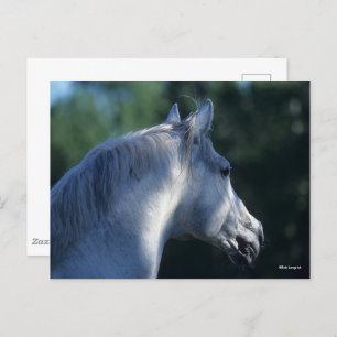 Bob Langrish Grey Trakehner Stallion Headshot Postcard