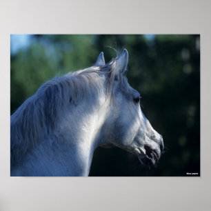 Bob Langrish   Grey Trakehner Stallion Headshot Poster
