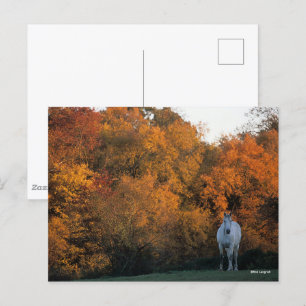 Bob Langrish Grey Warmblood Horse Standing Autumn Postcard