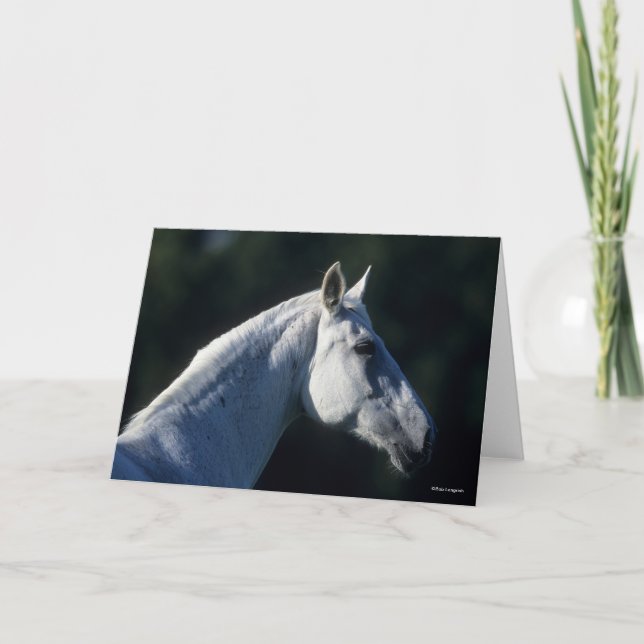Bob Langrish | Grey Warmblood Standing Headshot Card (Front)