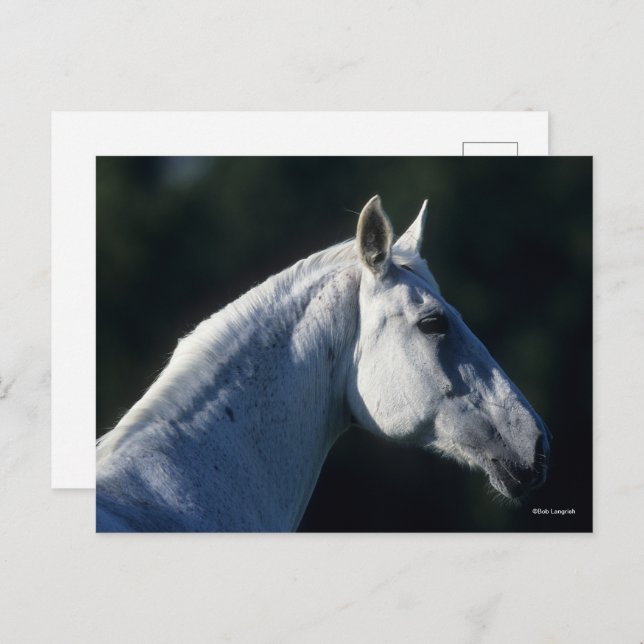 Bob Langrish | Grey Warmblood Standing Headshot Postcard (Front/Back)