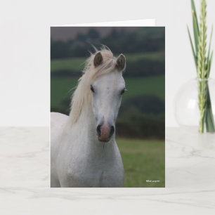 Bob Langrish   Grey Welsh Pony Headshot Card
