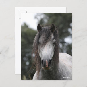 Bob Langrish Grey Welsh Pony Headshot Postcard