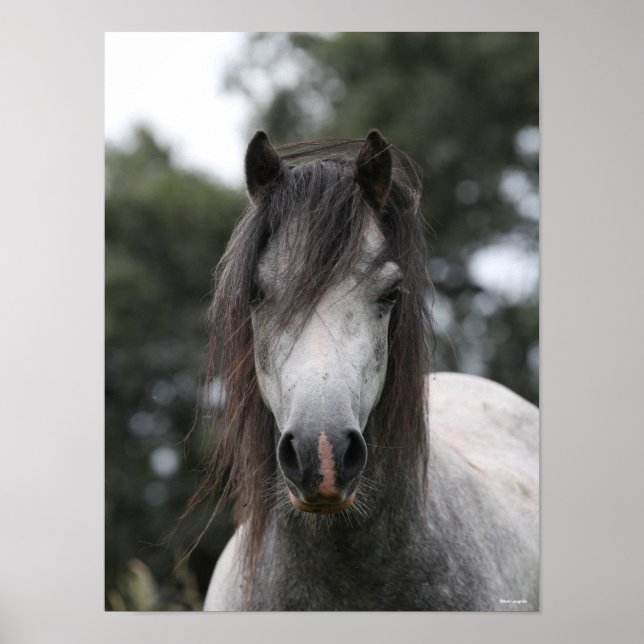 Bob Langrish | Grey Welsh Pony Headshot Poster (Front)