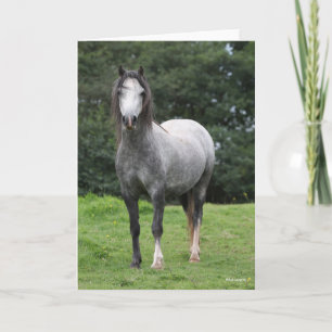 Bob Langrish   Grey Welsh Pony Standing Card