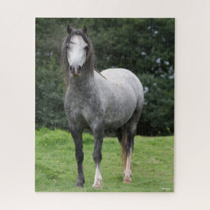 Bob Langrish Grey Welsh Pony Standing Jigsaw Puzzle