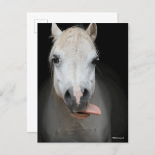 Bob Langrish Grey Welsh Pony Tongue Out Headshot Postcard