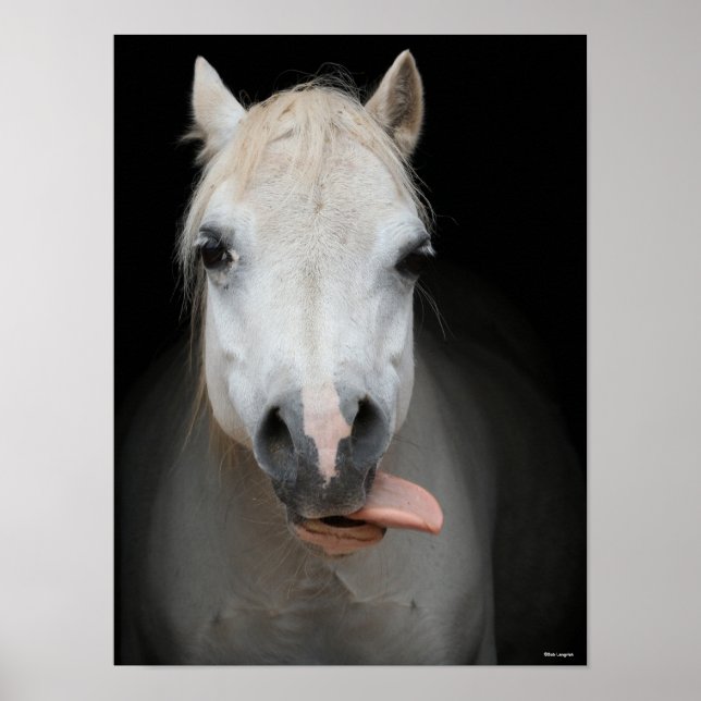 Bob Langrish | Grey Welsh Pony Tongue Out Headshot Poster (Front)