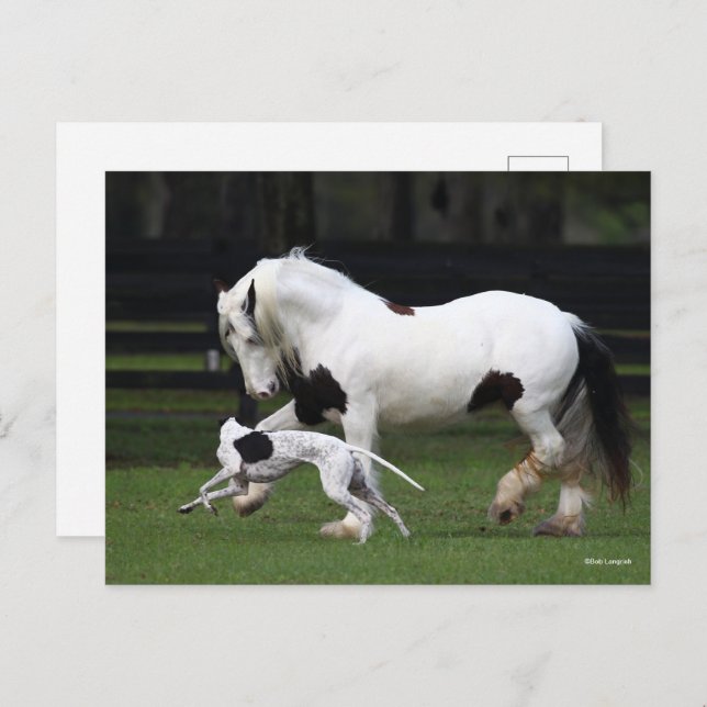 Bob Langrish Gypsy Vanner and Dog Running Together Postcard (Front/Back)