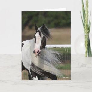 Bob Langrish   Gypsy Vanner Headshot Mane Flowing Card