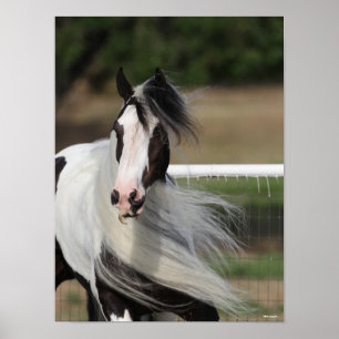 Bob Langrish   Gypsy Vanner Headshot Mane Flowing Poster