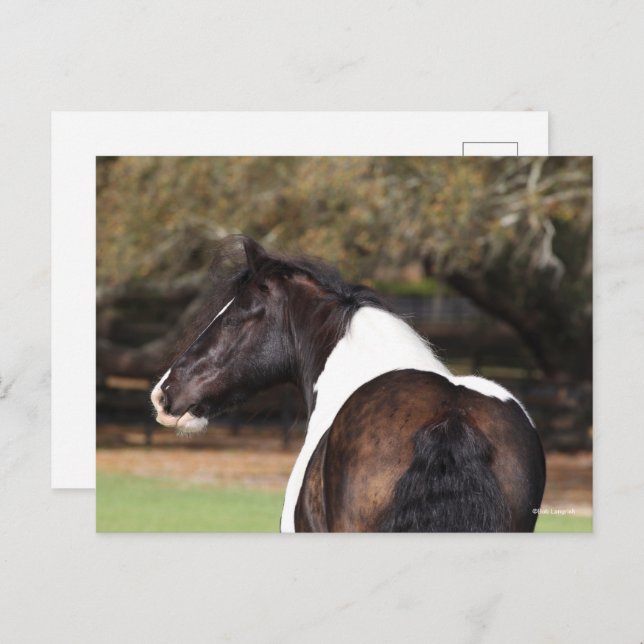 Bob Langrish | Gypsy Vanner Headshot Postcard (Front/Back)