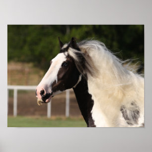 Bob Langrish   Gypsy Vanner Headshot Poster