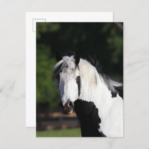 Bob Langrish   Gypsy Vanner Horse Headshot Postcard