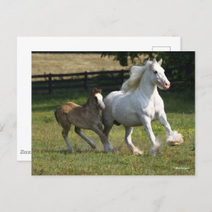 Bob Langrish   Gypsy Vanner Horse Mare & Foal Postcard