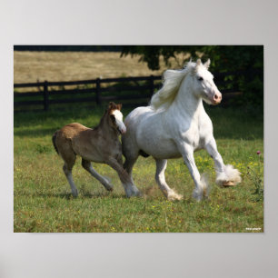 Bob Langrish   Gypsy Vanner Horse Mare & Foal Poster