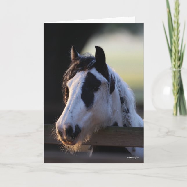 Bob Langrish | Gypsy Vanner looking Over Fence Card (Front)