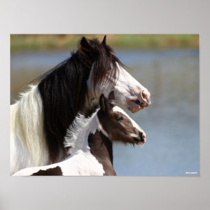 Bob Langrish   Gypsy Vanner Mare and Foal Headshot Poster