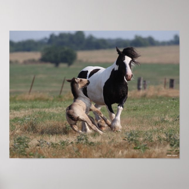 Bob Langrish | Gypsy Vanner Mare and Foal Poster (Front)