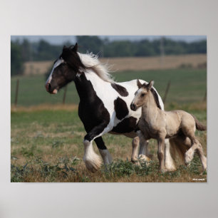 Bob Langrish   Gypsy Vanner Mare and Foal Running Poster