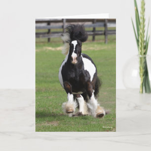 Bob Langrish   Gypsy Vanner Running Card