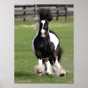 Bob Langrish   Gypsy Vanner Running Poster