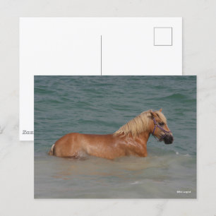 Bob Langrish Haflinger Horse Swimming In Sea Postcard