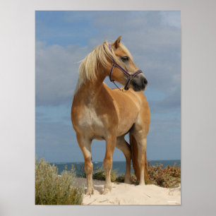 Bob Langrish   Haflinger Standing On Beach Poster