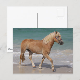 Bob Langrish Haflinger Walking On The Beach Postcard