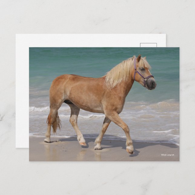 Bob Langrish | Haflinger Walking On The Beach Postcard (Front/Back)