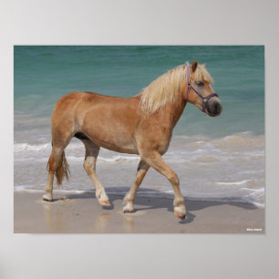 Bob Langrish Haflinger Walking On The Beach Poster