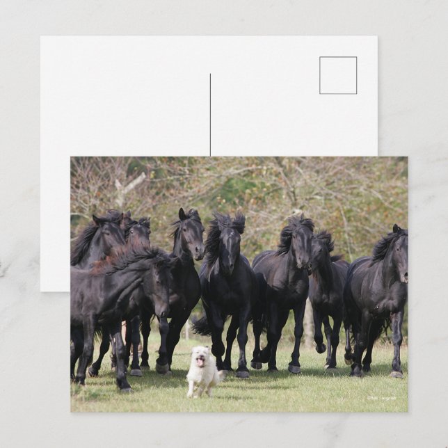 Bob Langrish | Herd Black Meren Horses and Dog Postcard (Front/Back)