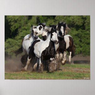 Bob Langrish   Herd Gypsy Vanners Running Poster