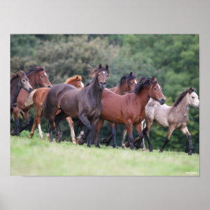 Bob Langrish   Herd of Welsh Ponies In Field Poster