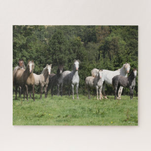 Bob Langrish Herd Of Welsh Ponies Standing Jigsaw Puzzle