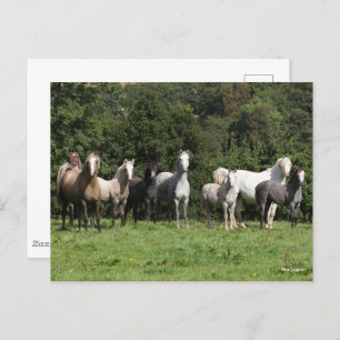 Bob Langrish Herd Of Welsh Ponies Standing Postcard