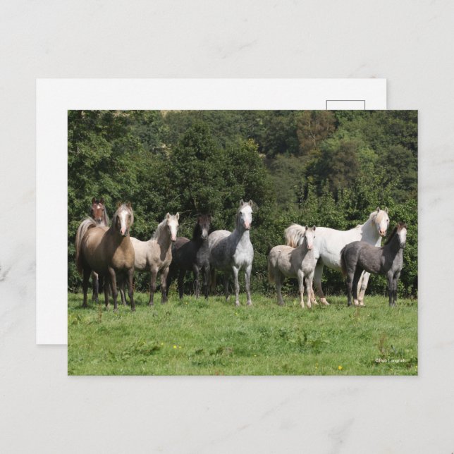 Bob Langrish | Herd Of Welsh Ponies Standing Postcard (Front/Back)