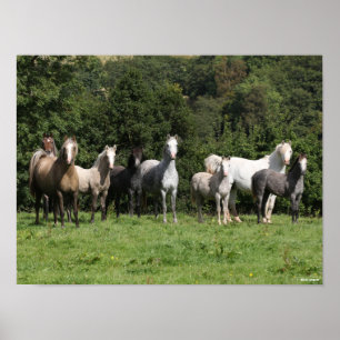 Bob Langrish Herd Of Welsh Ponies Standing Poster