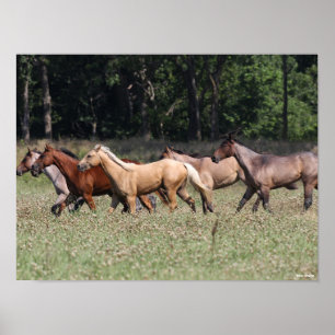 Bob Langrish   Herd Quarter Horses Walking Poster