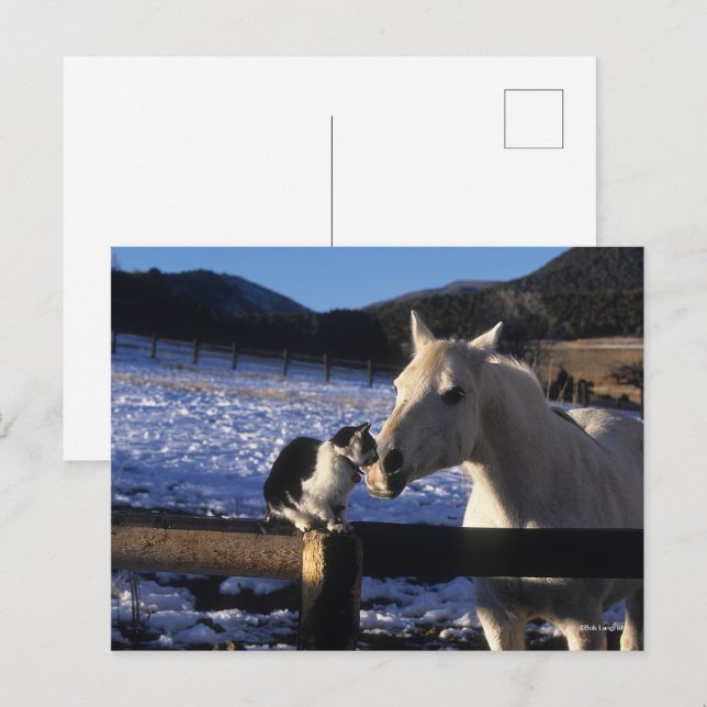 Bob Langrish | Horse and Cat In the Snow Postcard (Front/Back)
