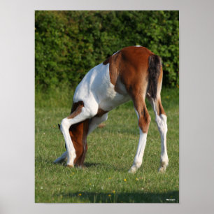 Bob Langrish Irish Sport Horse Foal Grazing Poster
