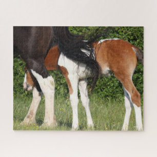 Bob Langrish Irish Sport Horse Foal Hiding Jigsaw Puzzle